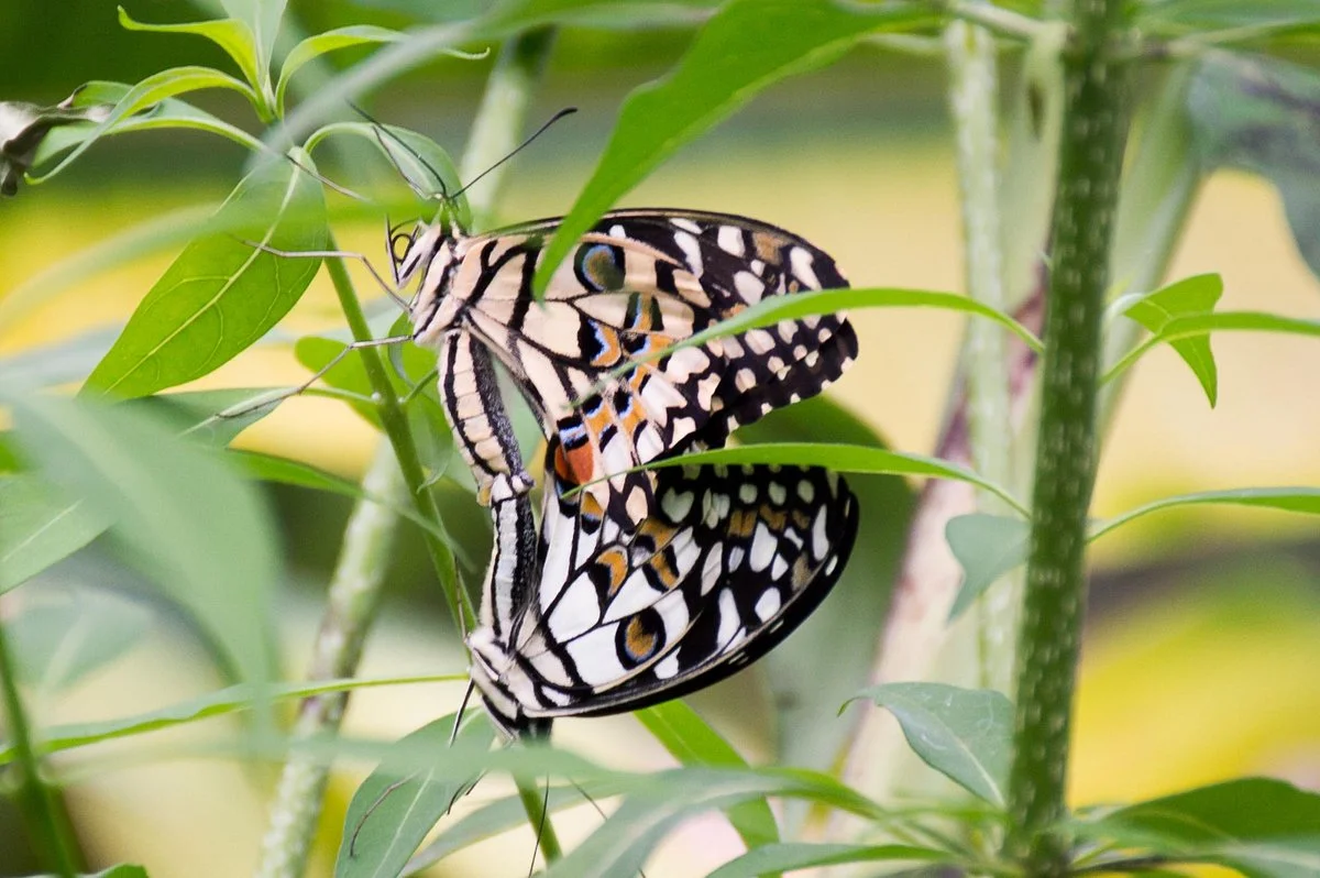 Butterfly Park