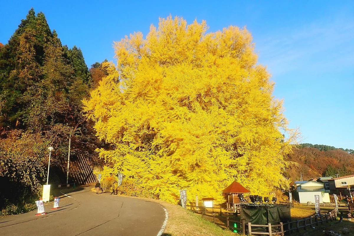 Kitakanegasawa no Oicho