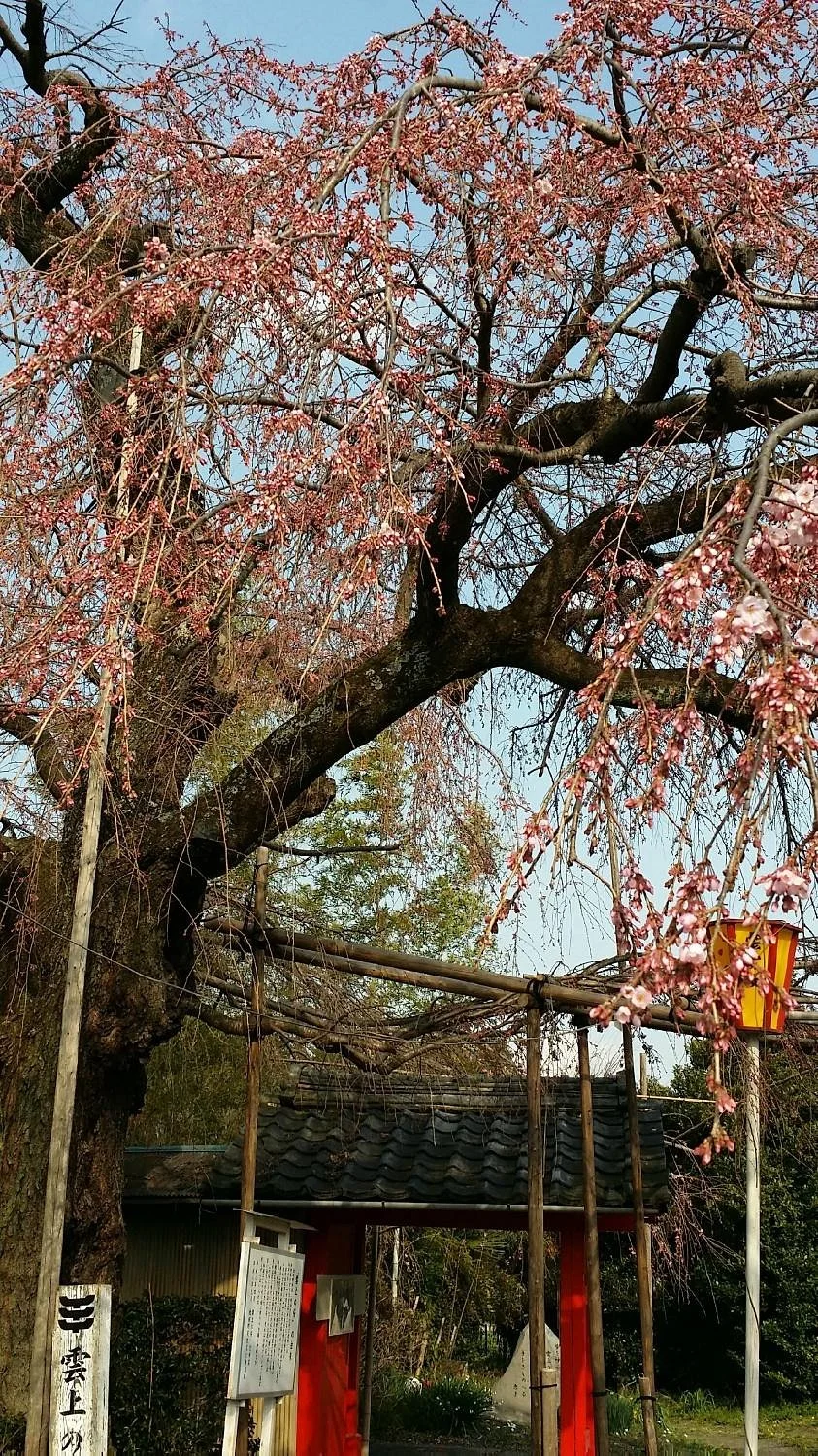 Unjo No Sakura