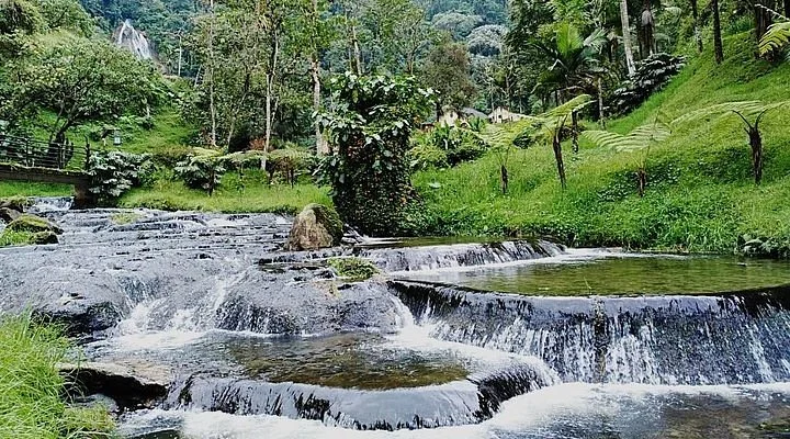 Senor Cock