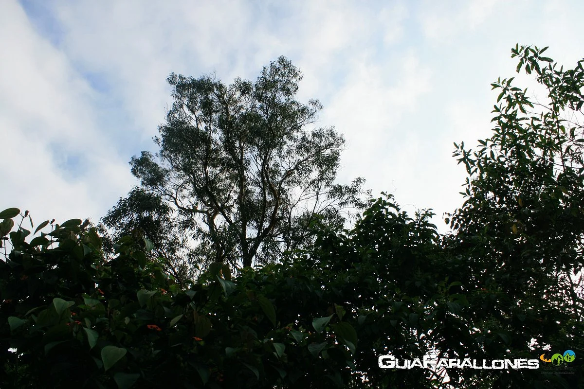 Guia Farallones