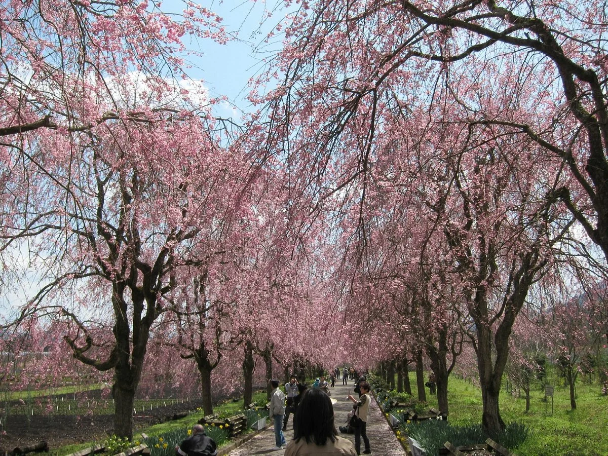 Yakuno Highland