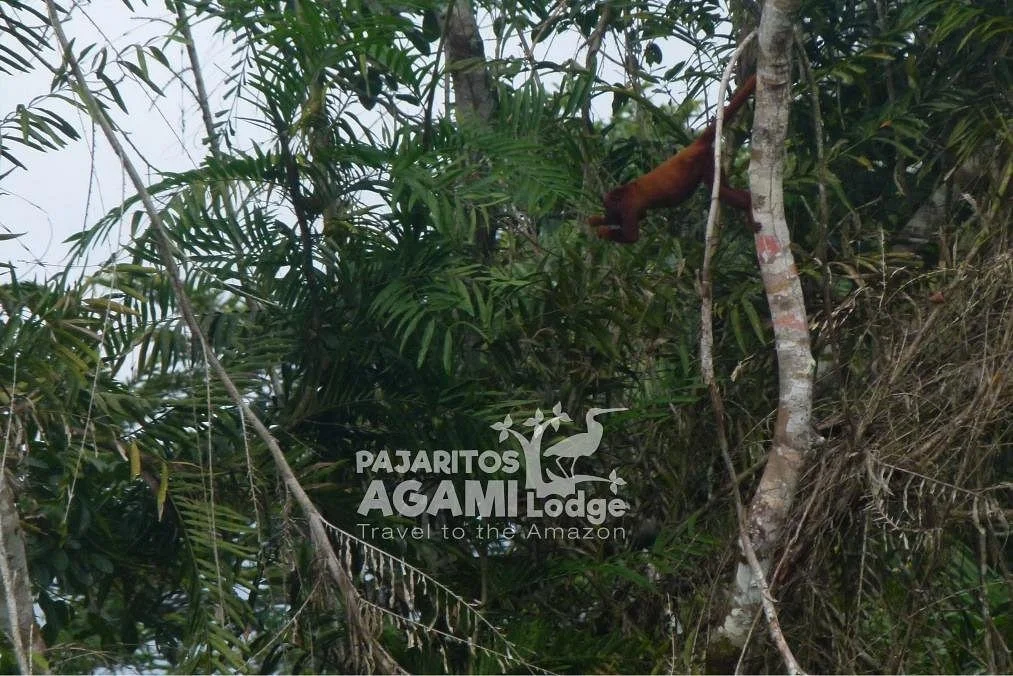 Pajaritos Agami Lodge