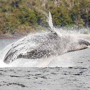 Hito Austral