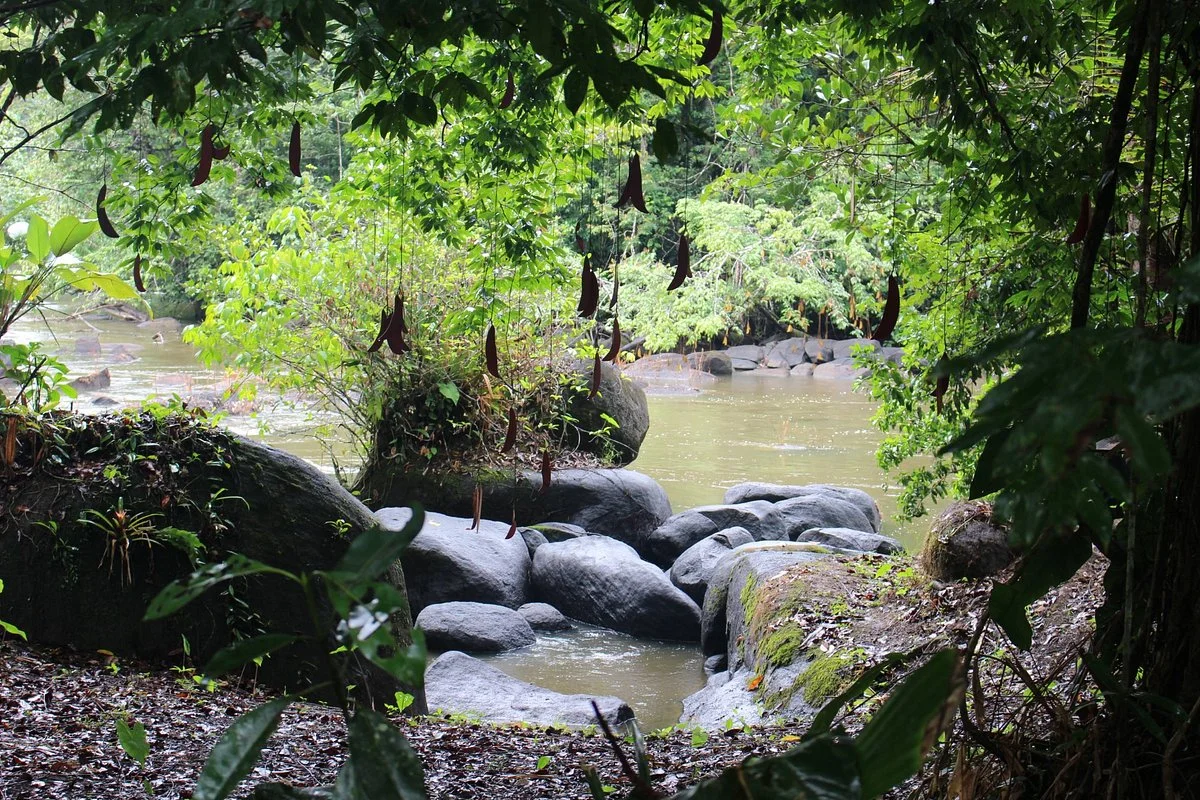 Alouatta