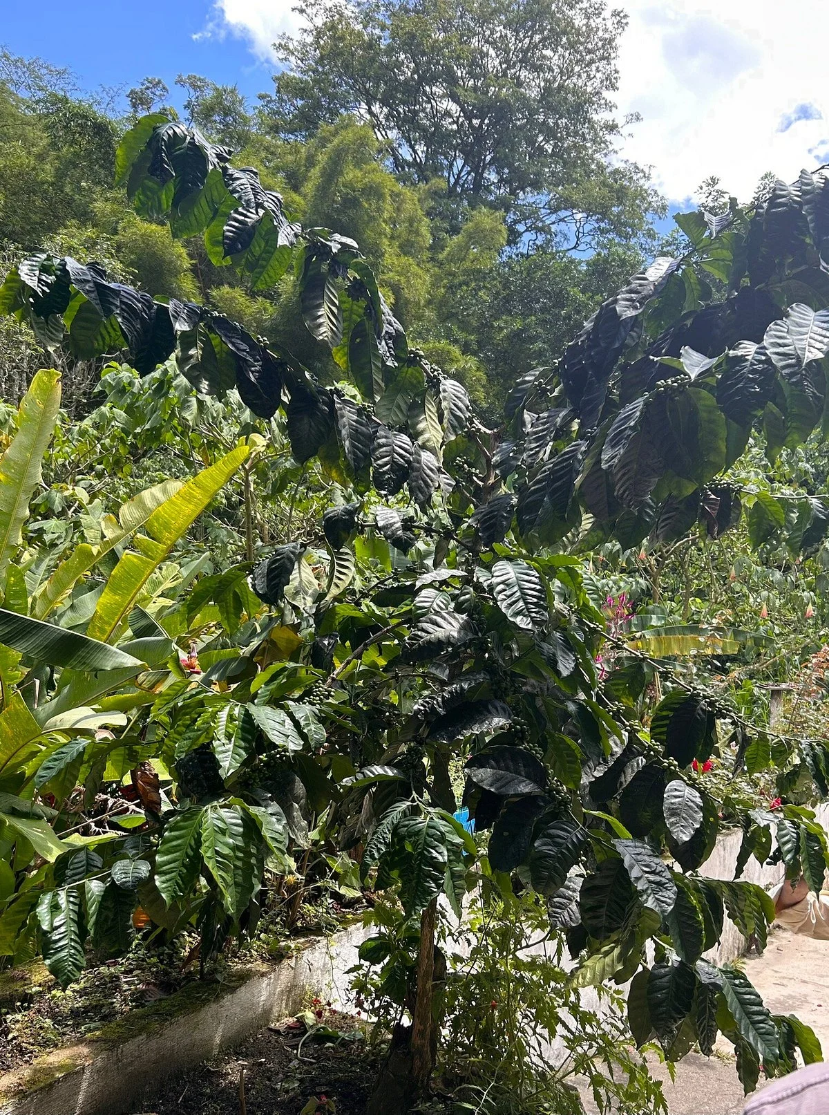 Finca La Victoria