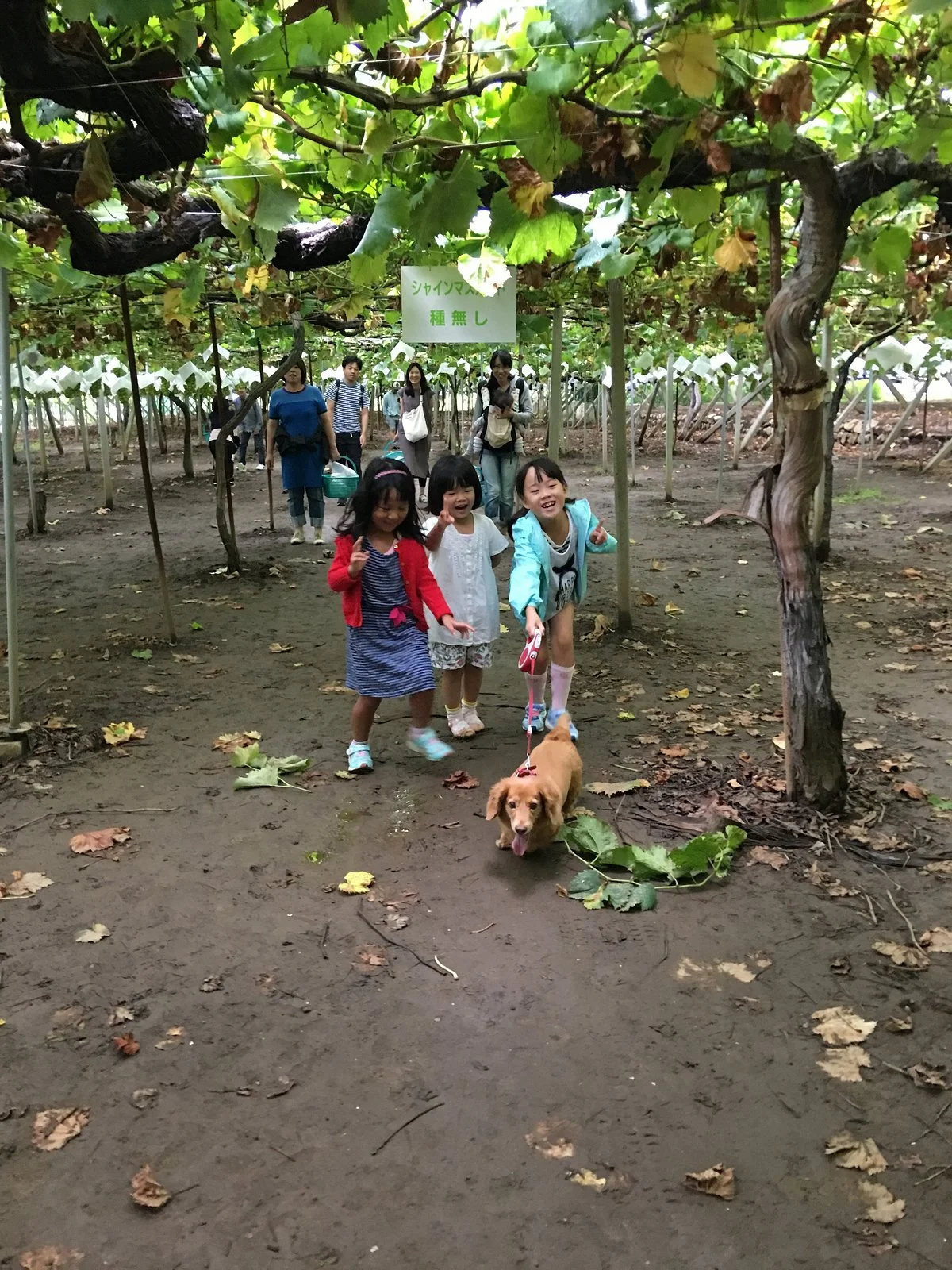 Katsunuma Grepark