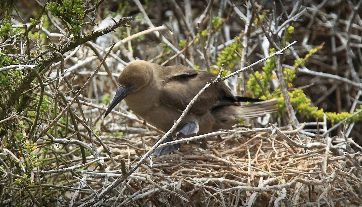 Agencia Pelican Tours CIA. LDTA