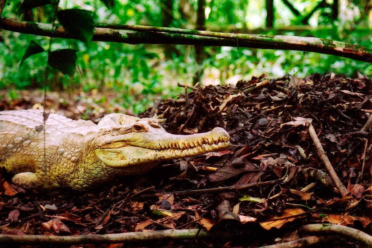 Jong's Crocodile Farm & Zoo