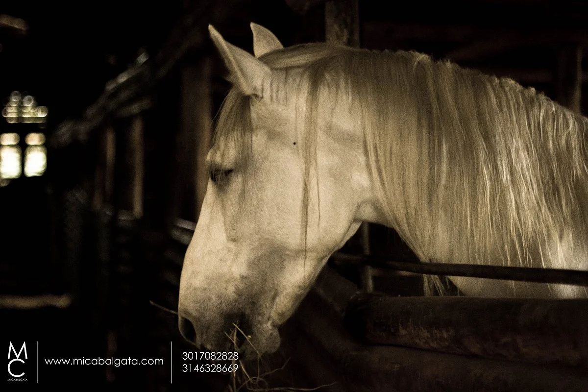 Mi Cabalgata
