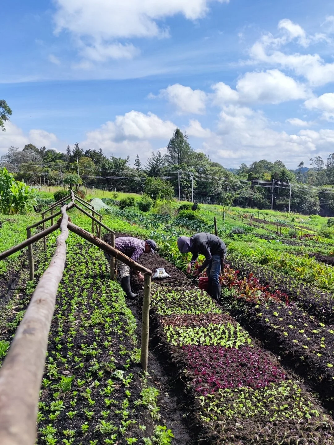 Vitaorganicos