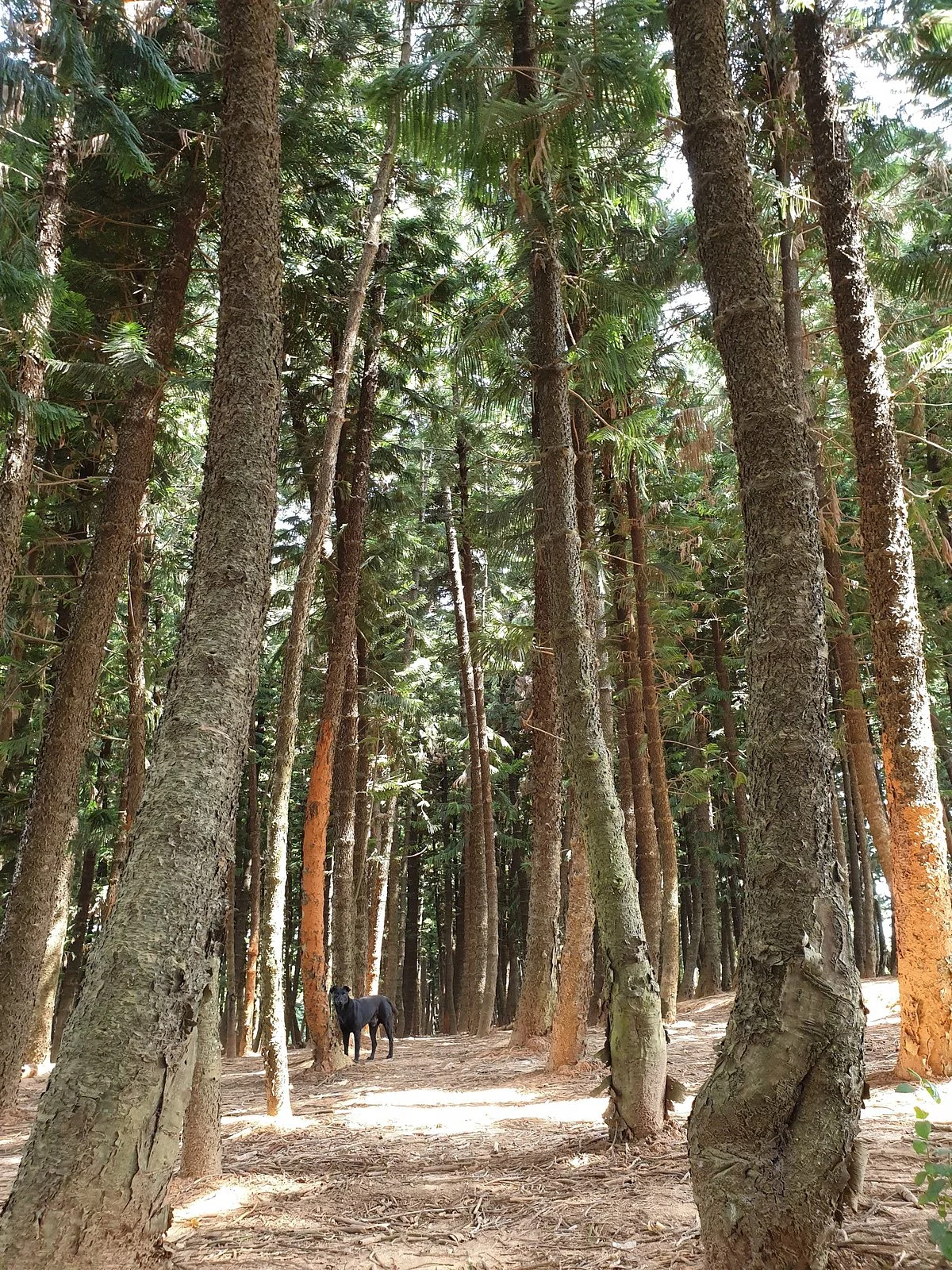Jiu Tian Black Forest