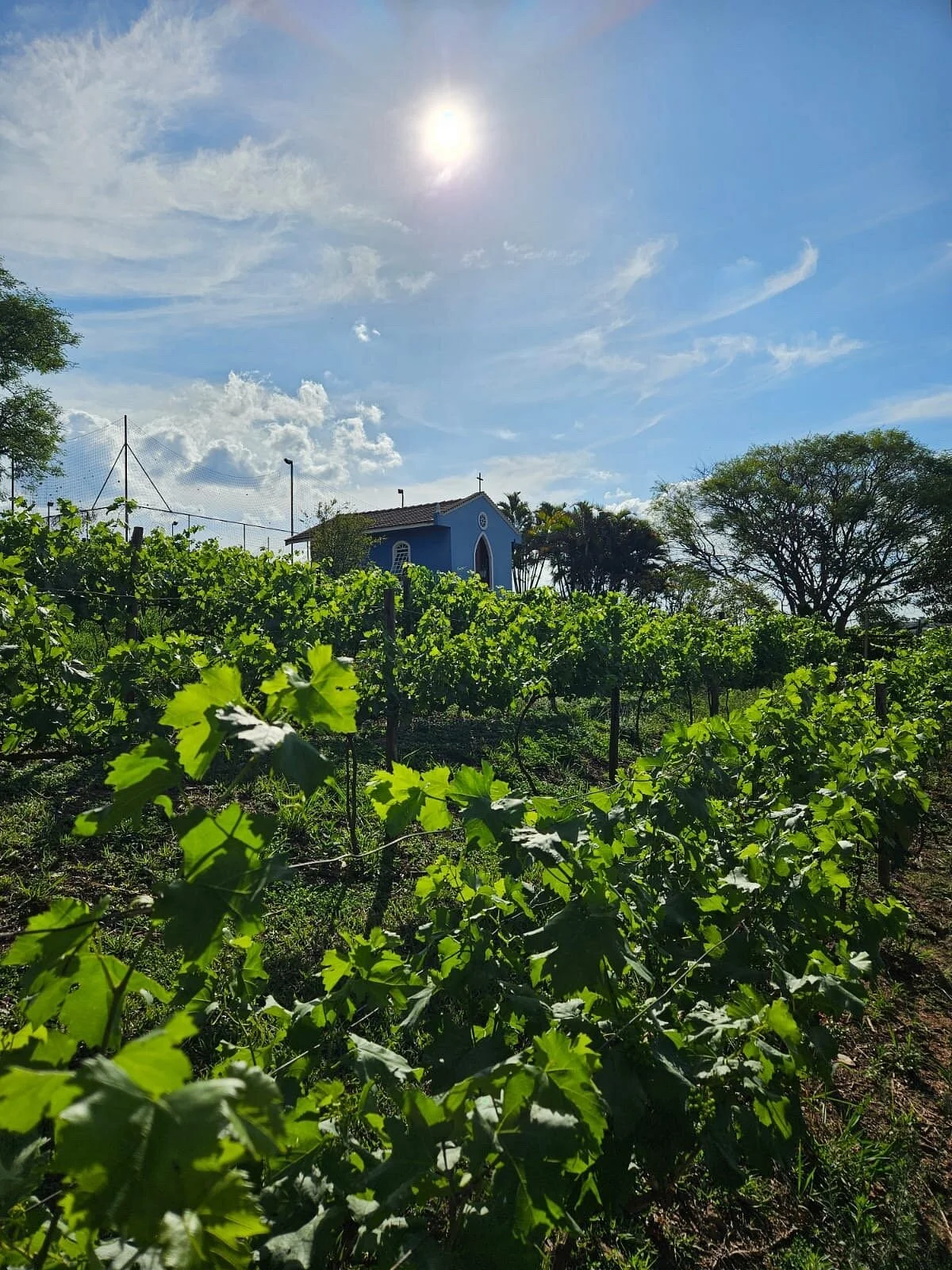 Vinícola Ifanger