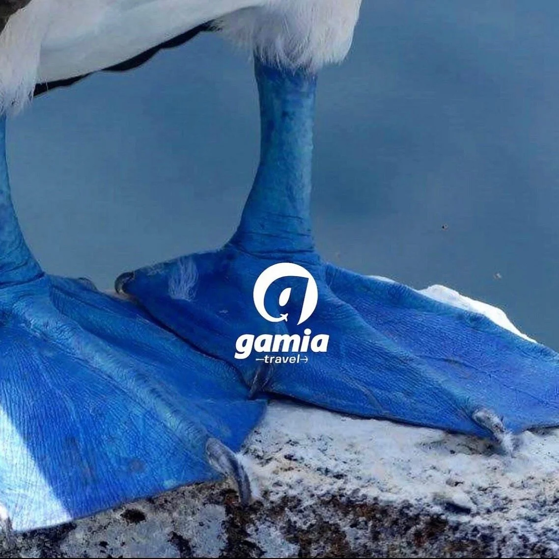 Gamia Travel - Galapagos