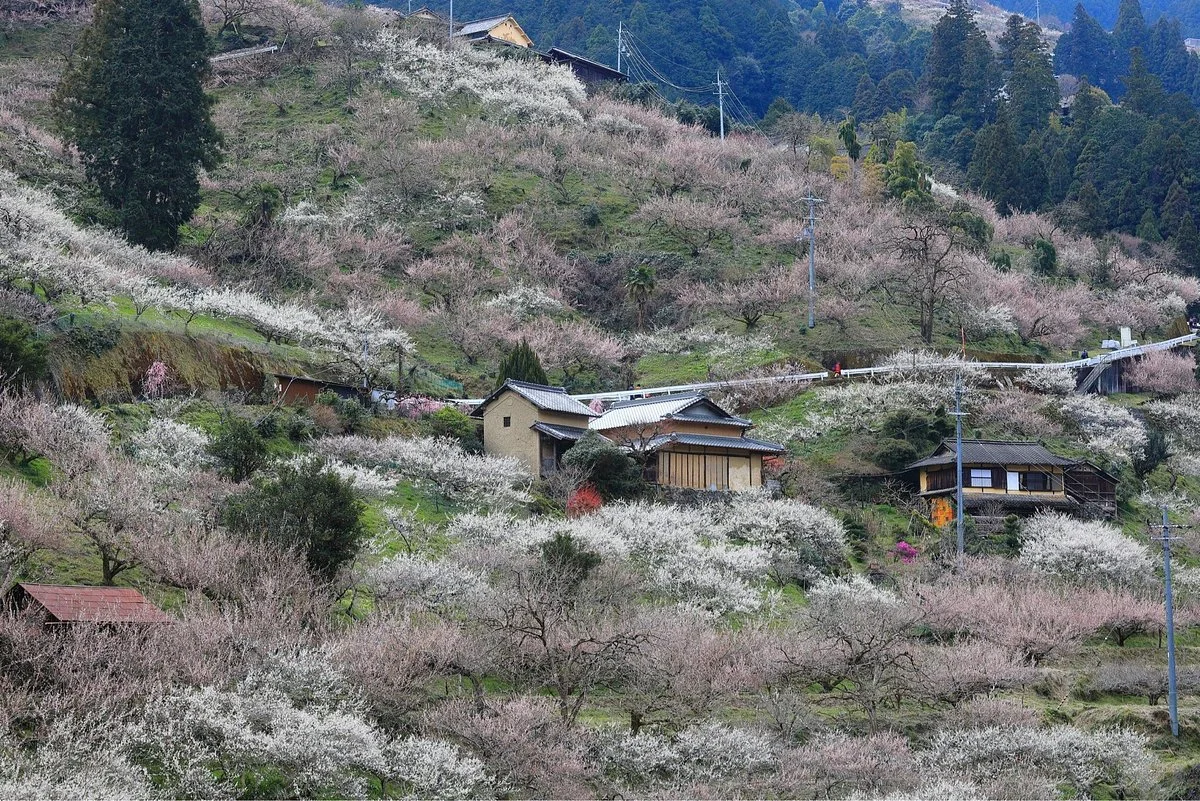Ano Plum Grove
