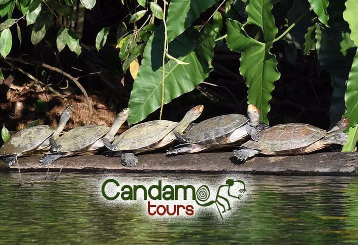 Candamo Tours