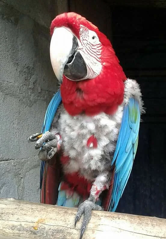 Zoologico el Gallito de las Rocas