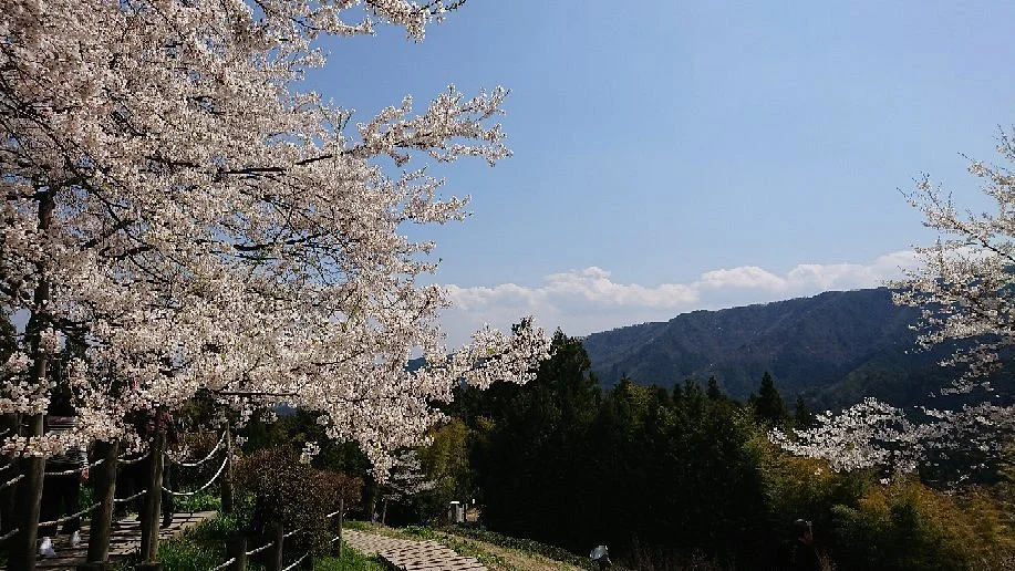 Daigo Zakura