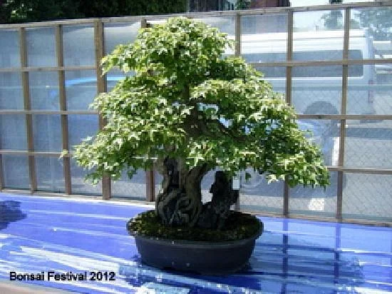 Bonsai Matsuri