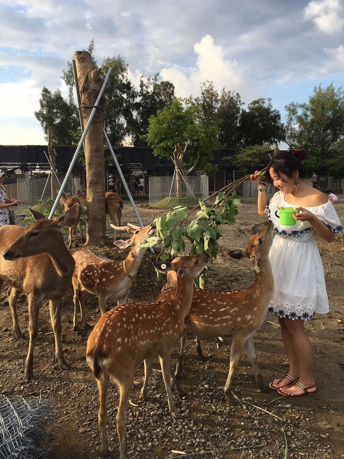 Paradise of Deer