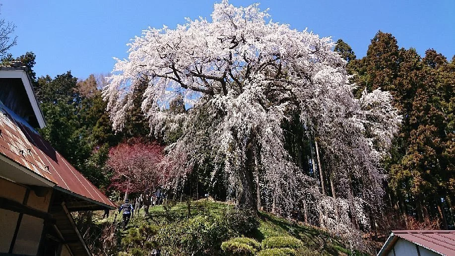 Uchide Cherry Blossom