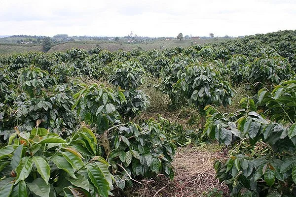 Cafe Pereira