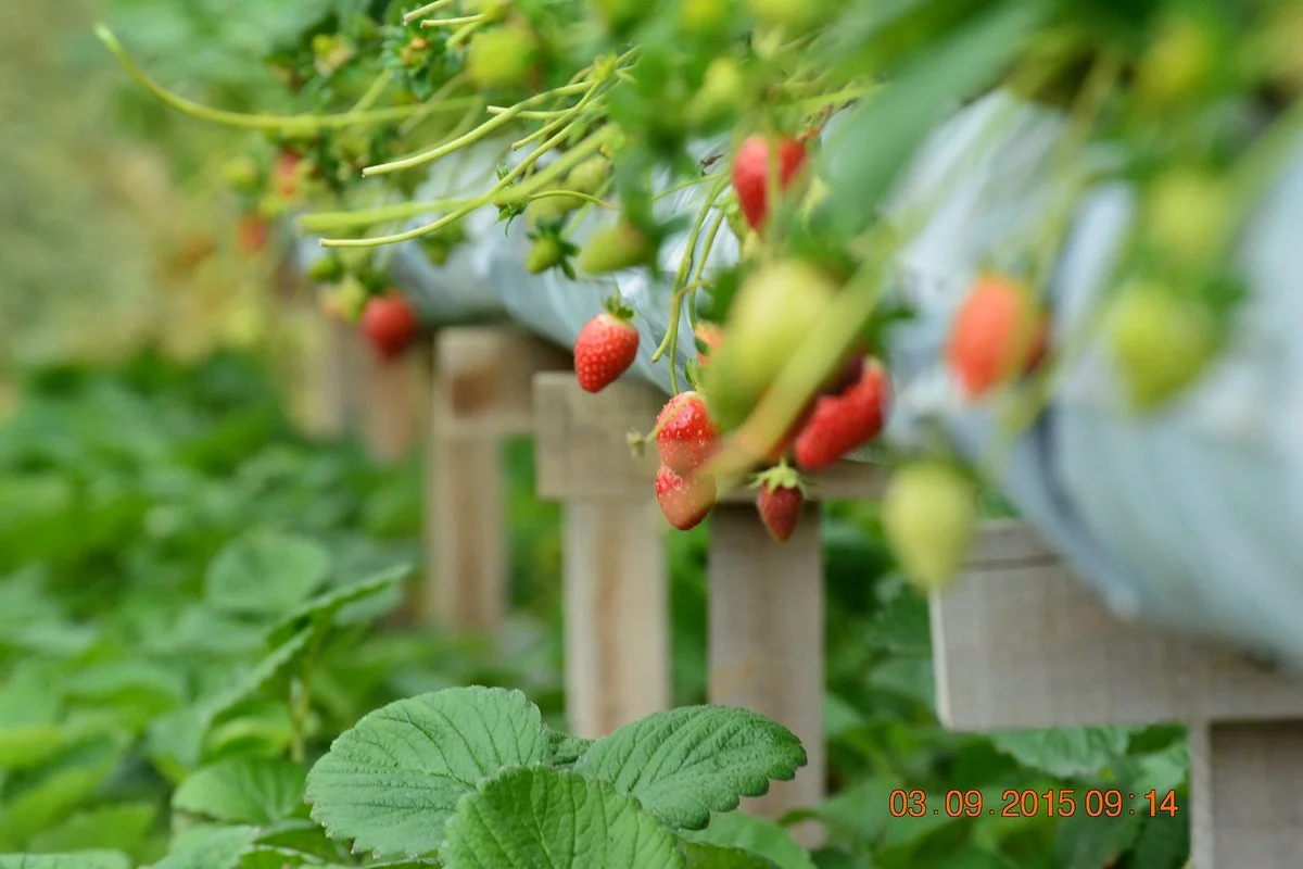 YZ Strawberry Farm