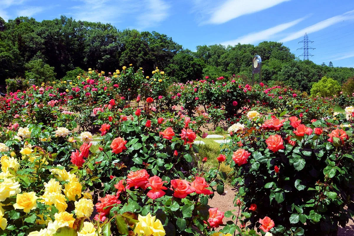 Hana Festa Memorial Park
