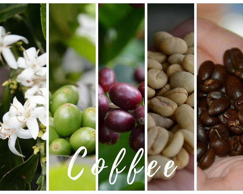 Turismo de Coffee
