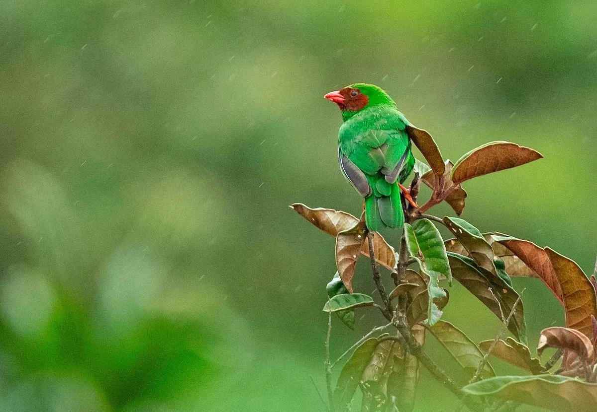 Green Tours