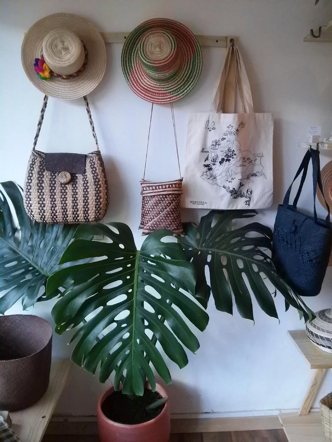 Monstera