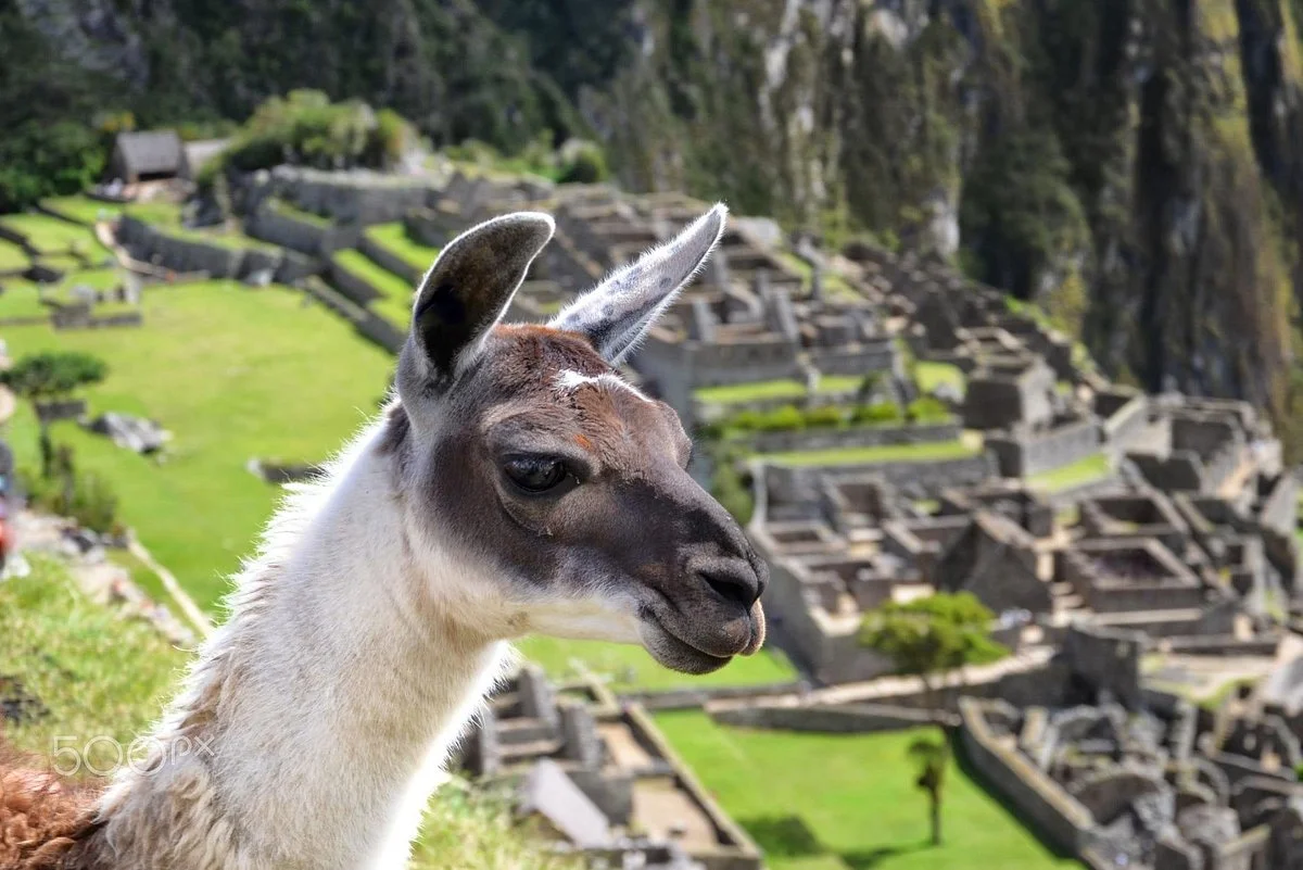 New Wonder Machupicchu Trips