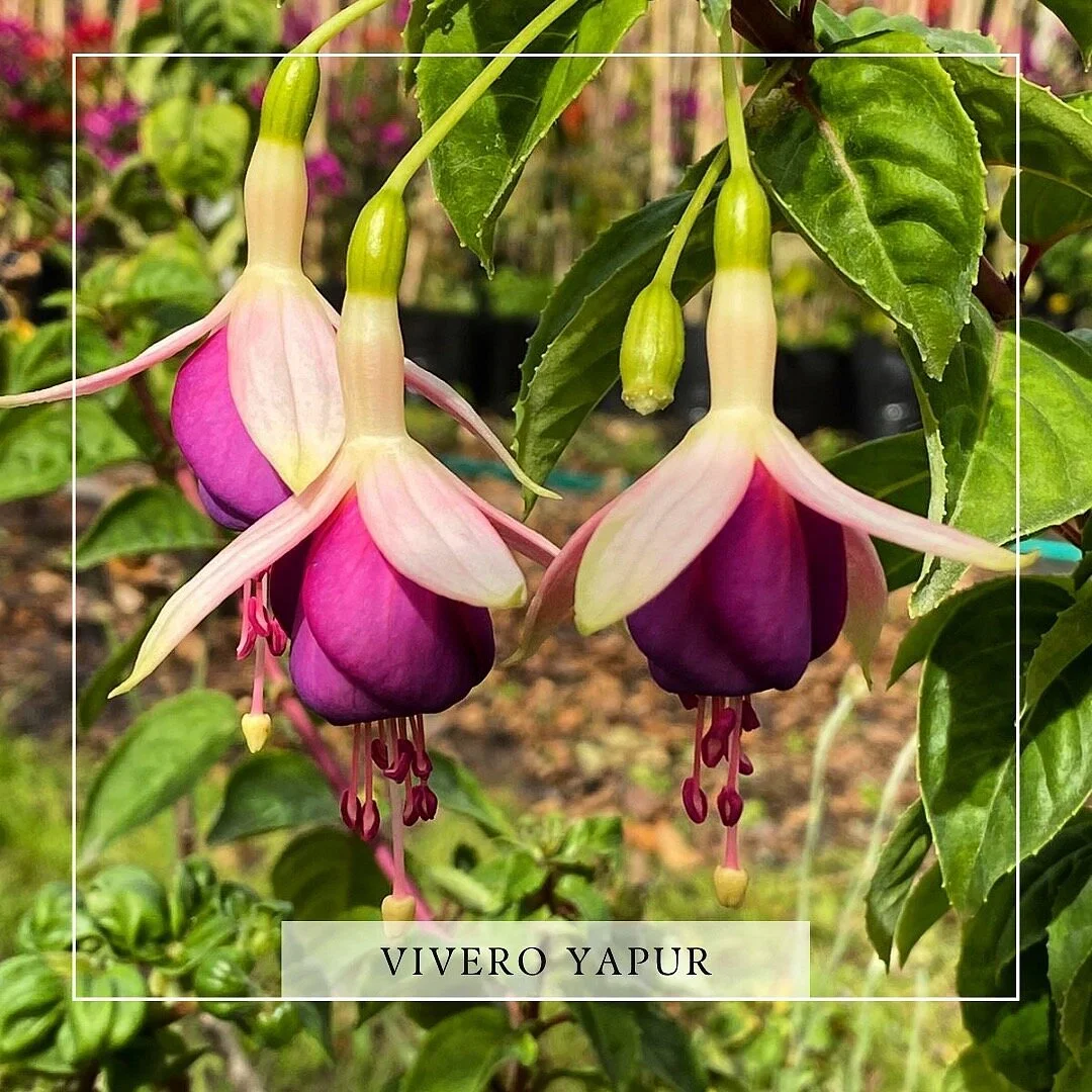 Vivero Yapur