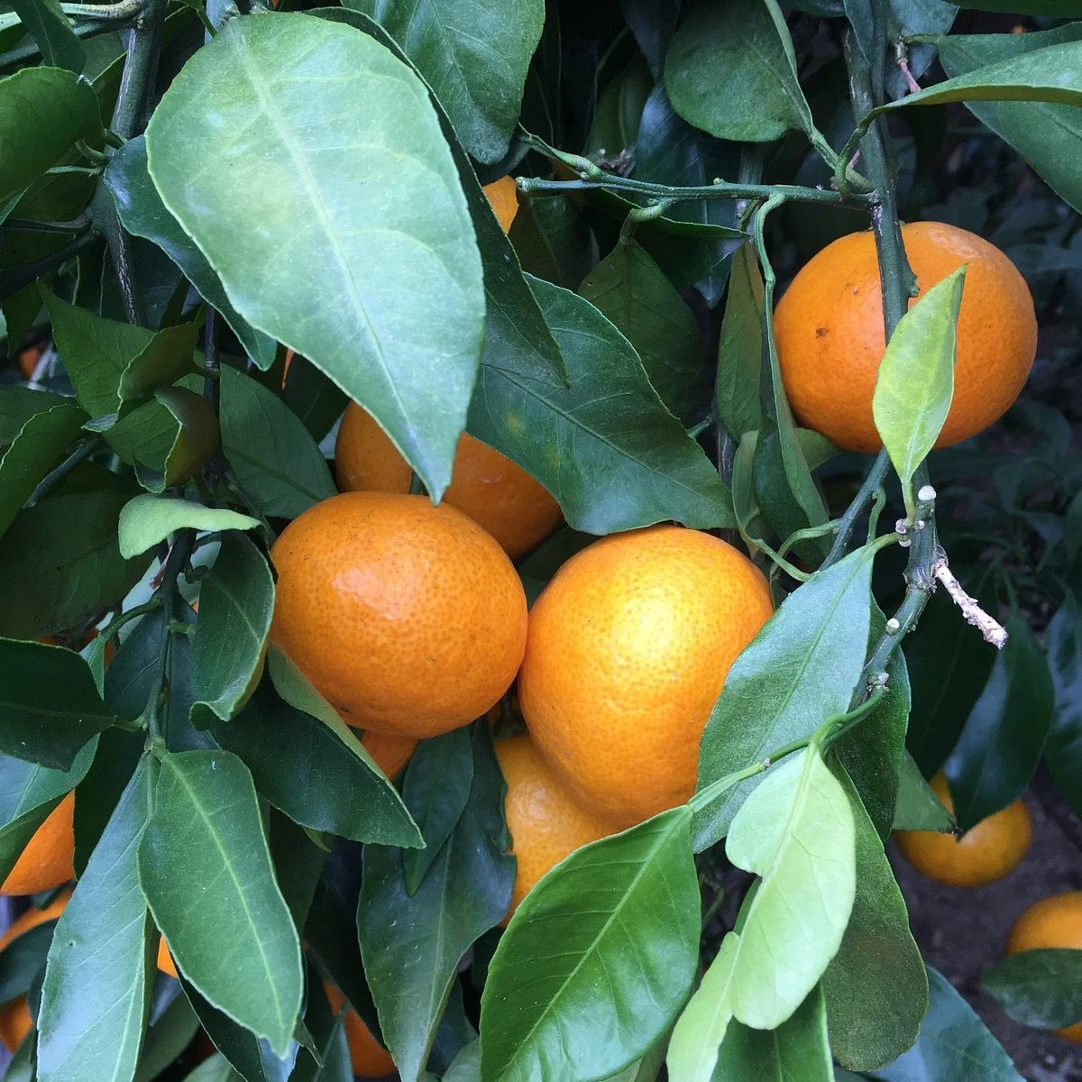 Kenchan Orange Orchard