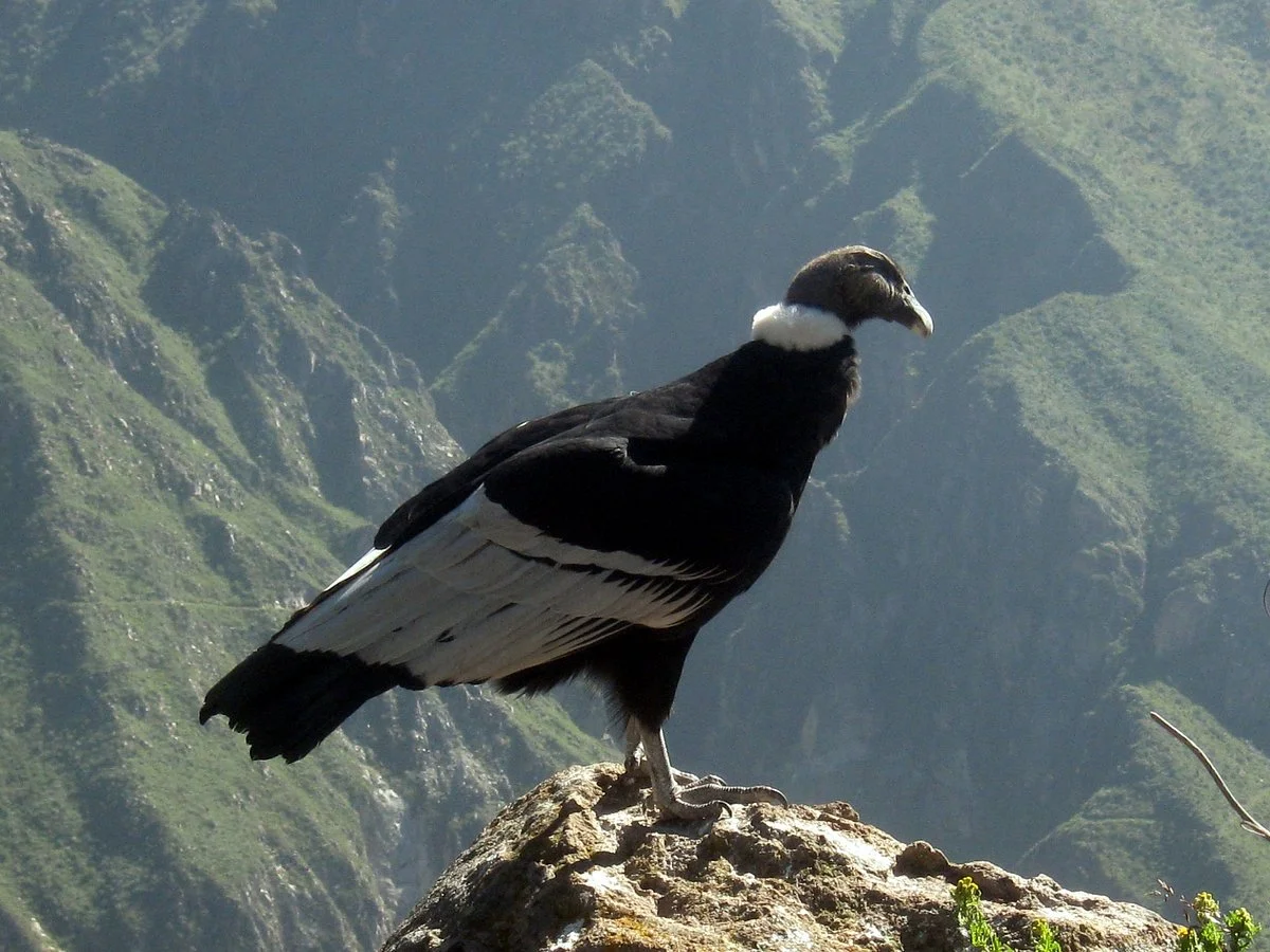 Colca Tours