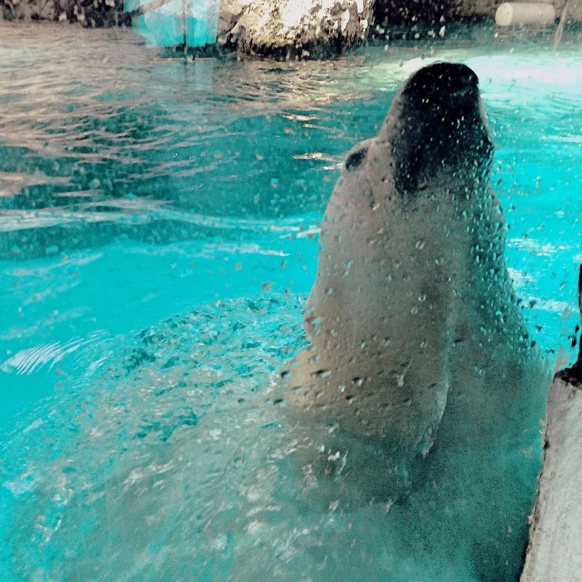 Aquário De São Paulo