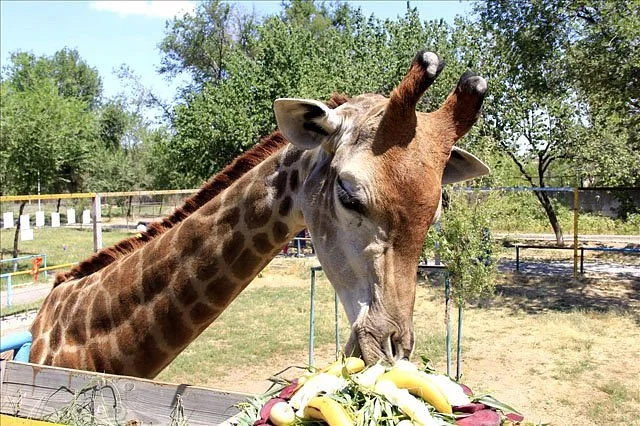 Shymkent Zoo