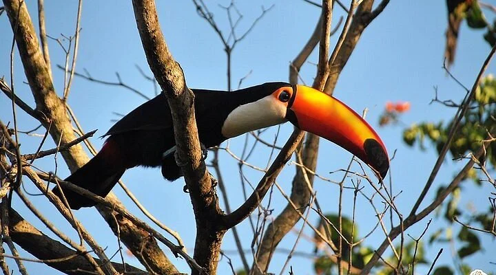 Woods Cuiaba