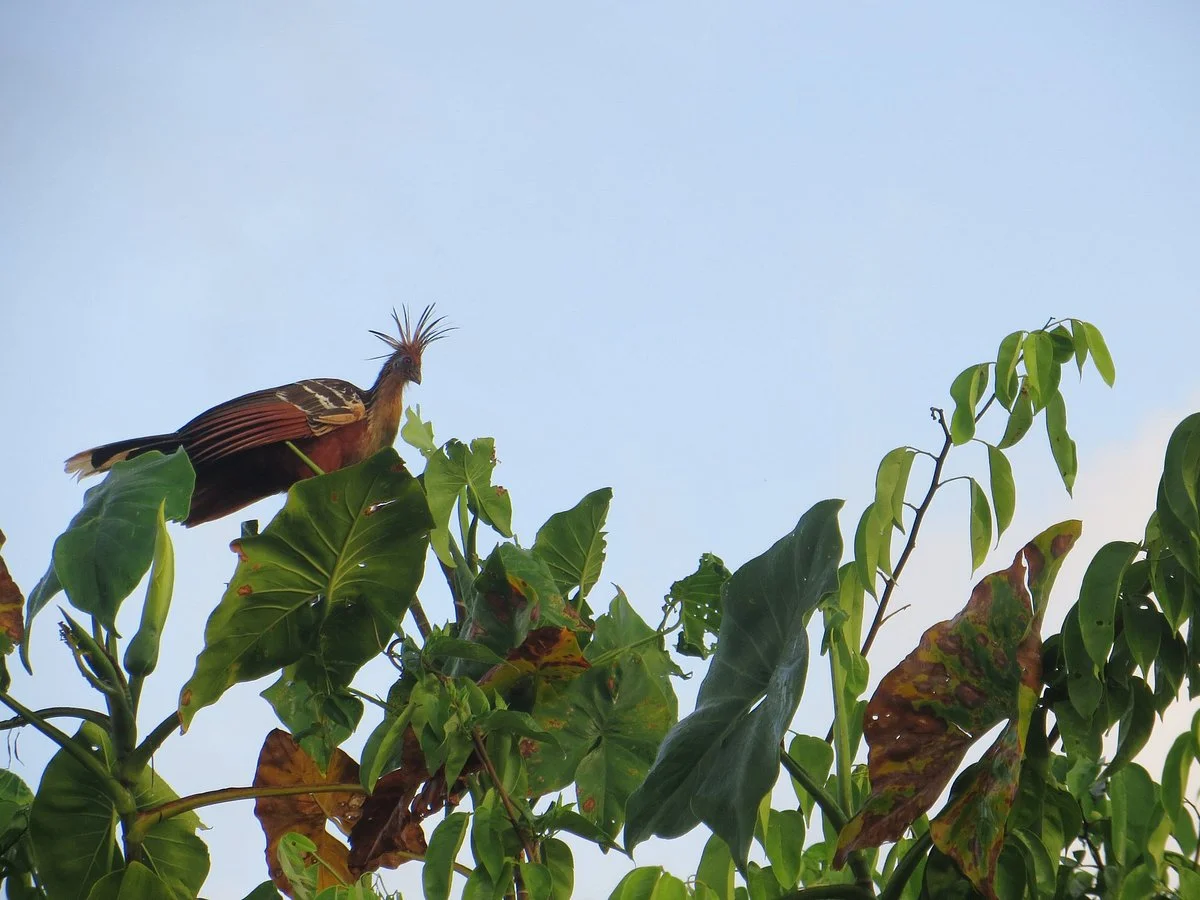 Mahaica River Birding Tours
