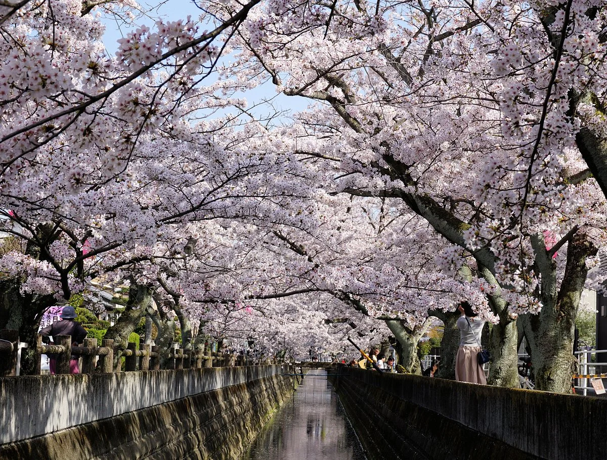 Jushigawa no Sakura Namiki