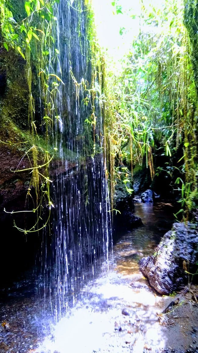 Burung Walet Waterfall