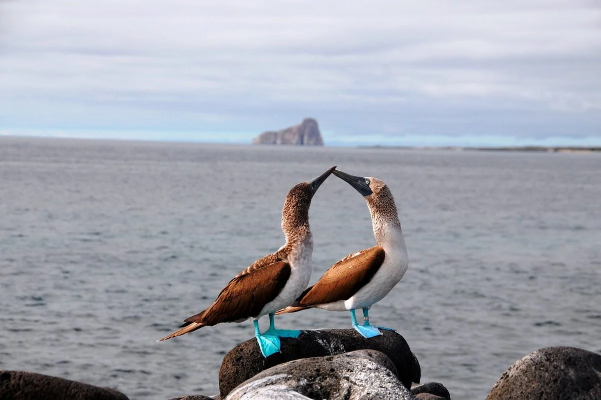 Galapagos Elements