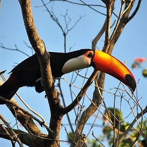 Wild Pantanal