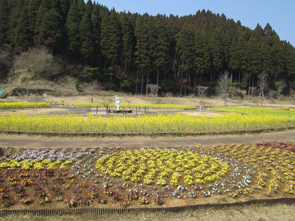 Iris of Himeharunosato