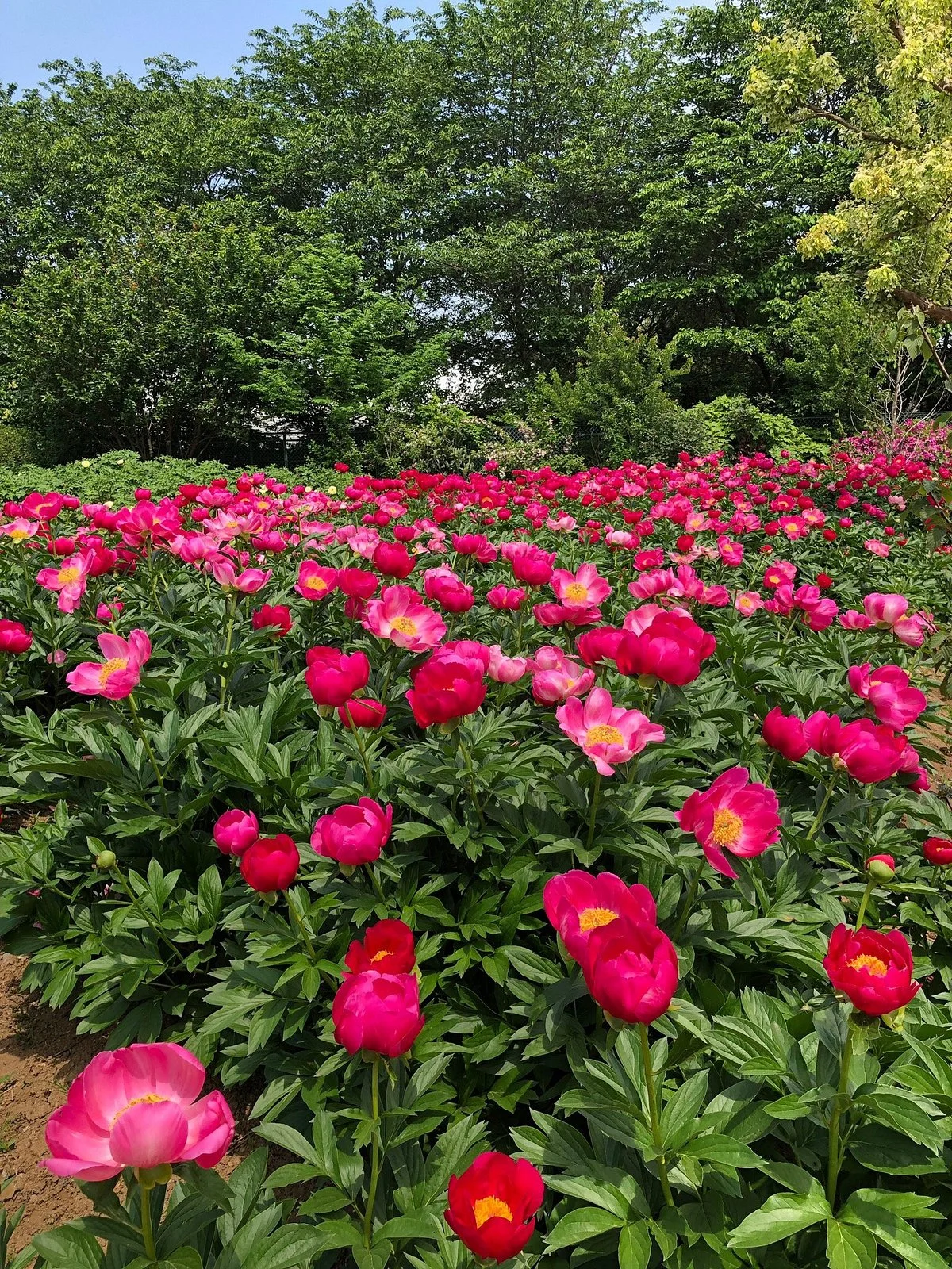 Peony Garden Tokyo (Tsukuba Peony Garden)