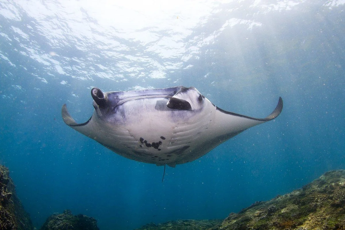Purple Dive Penida