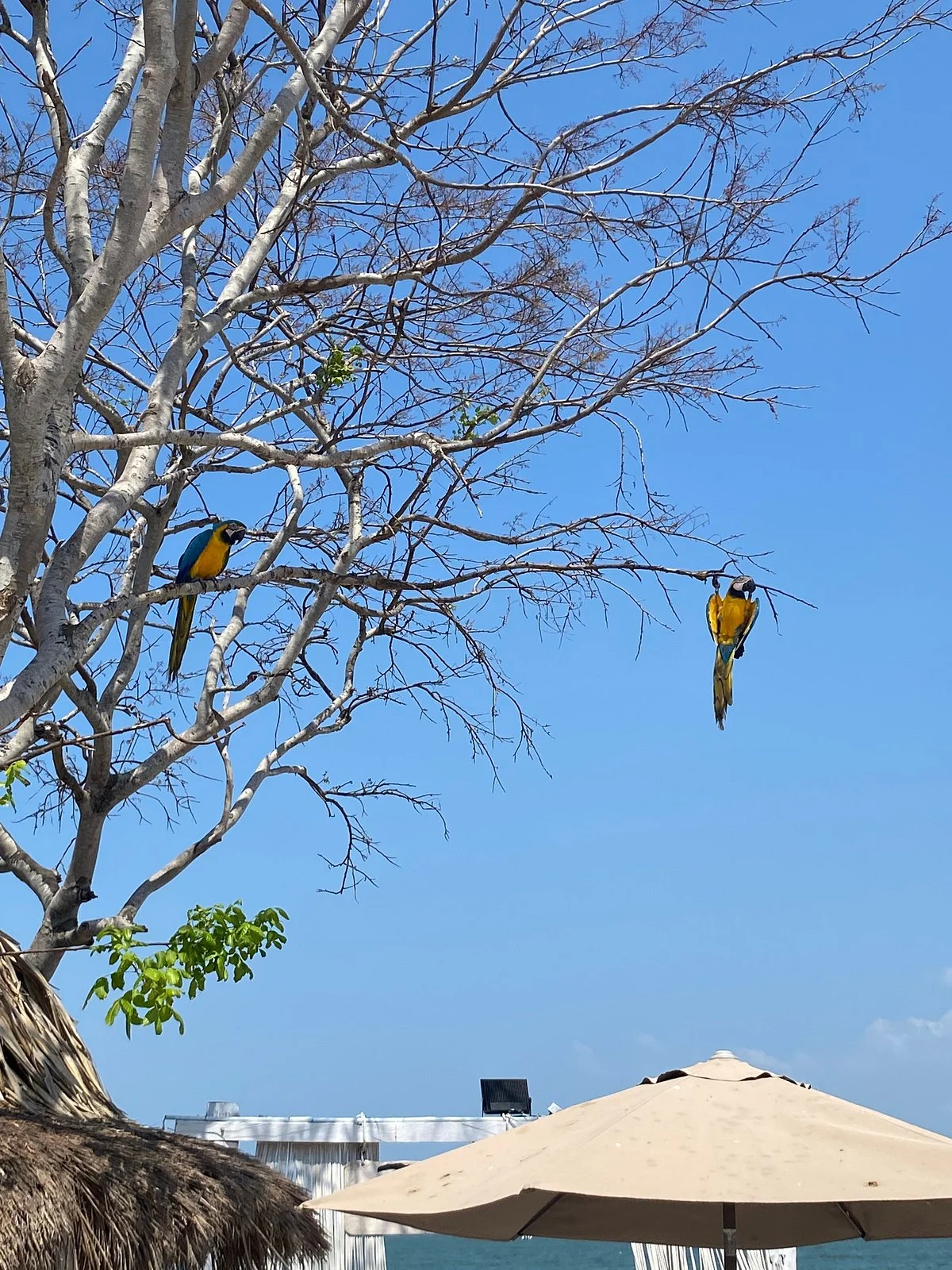 Tamarindo Beach House