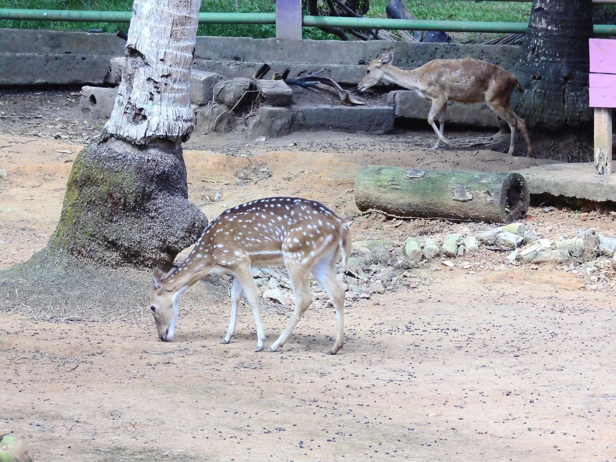 Mini Zoo Kota Kijang