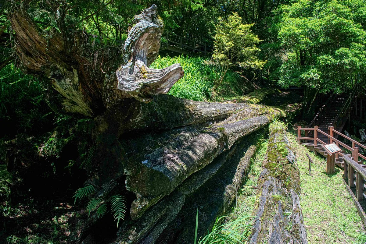 Alishan Sacred Tree