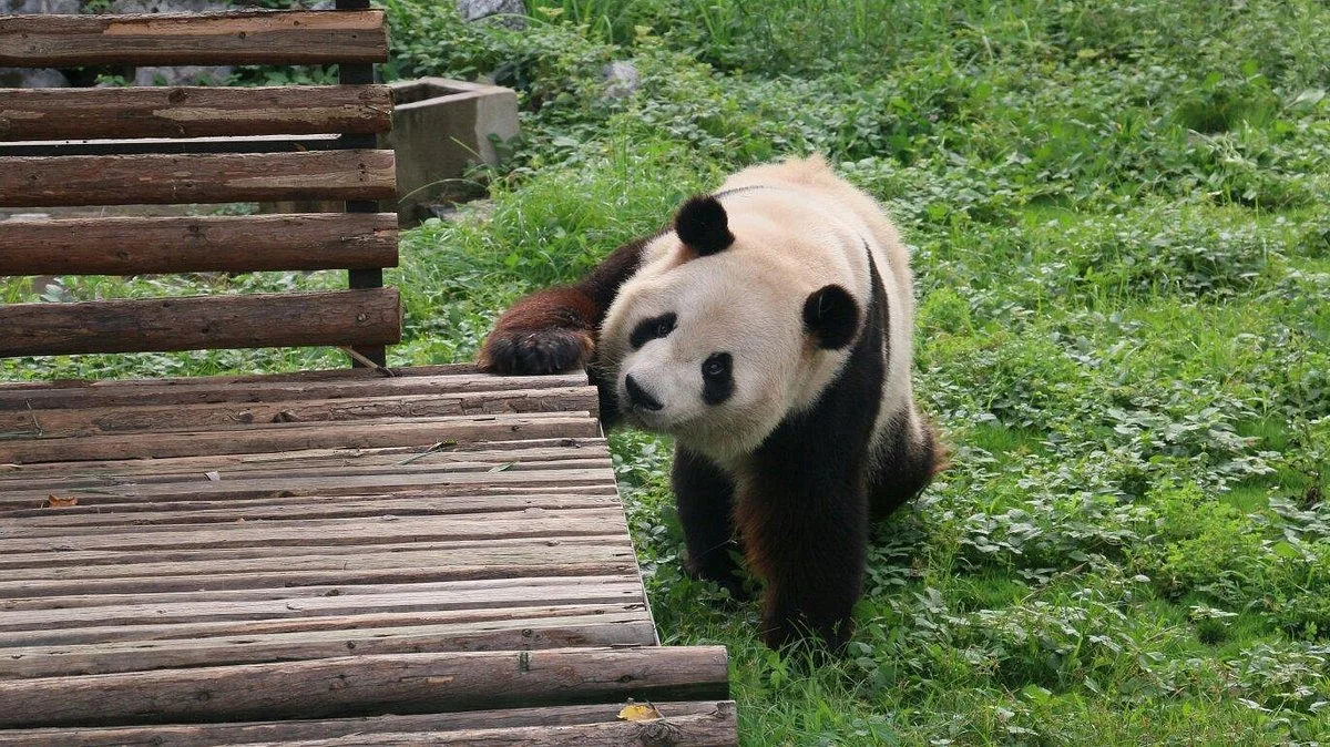 Hefei Wild-life Zoo